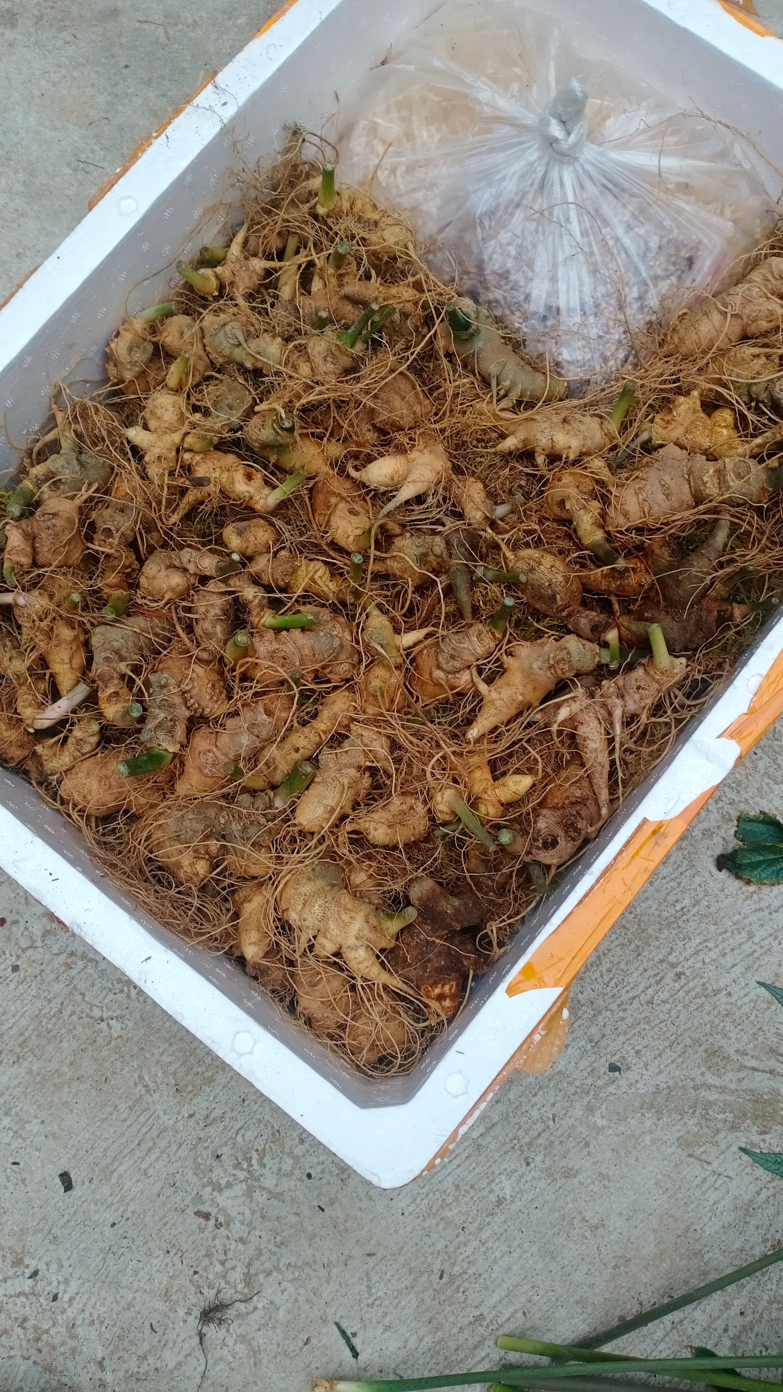 竹节参  块茎