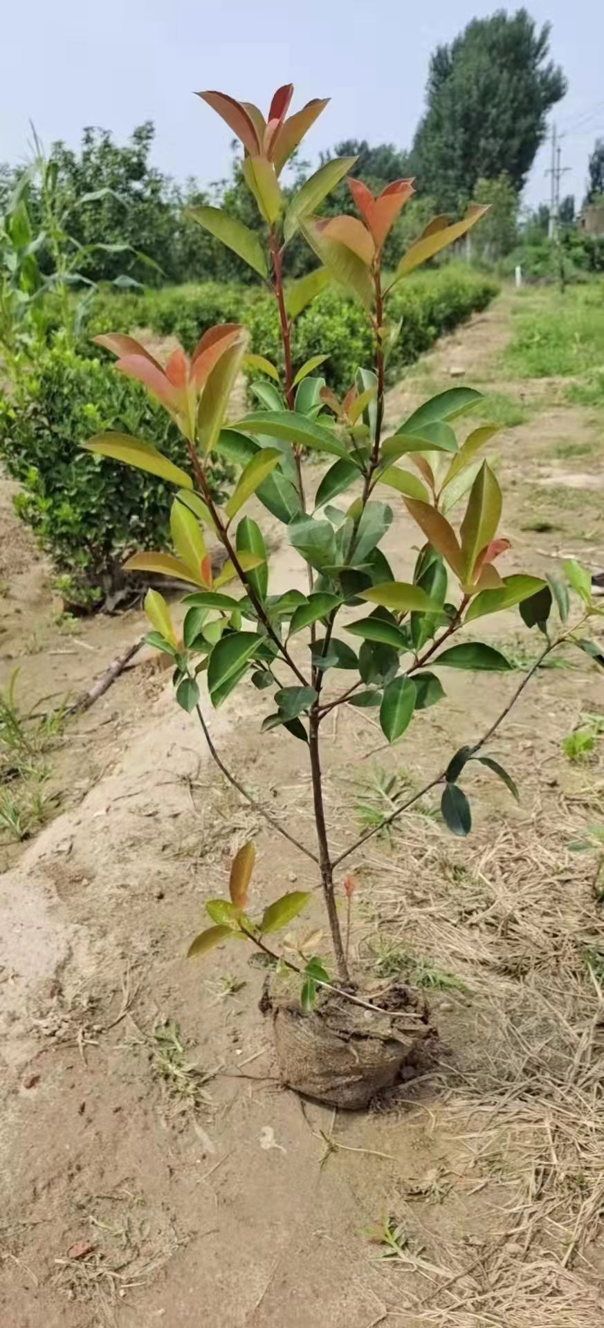 红叶石楠