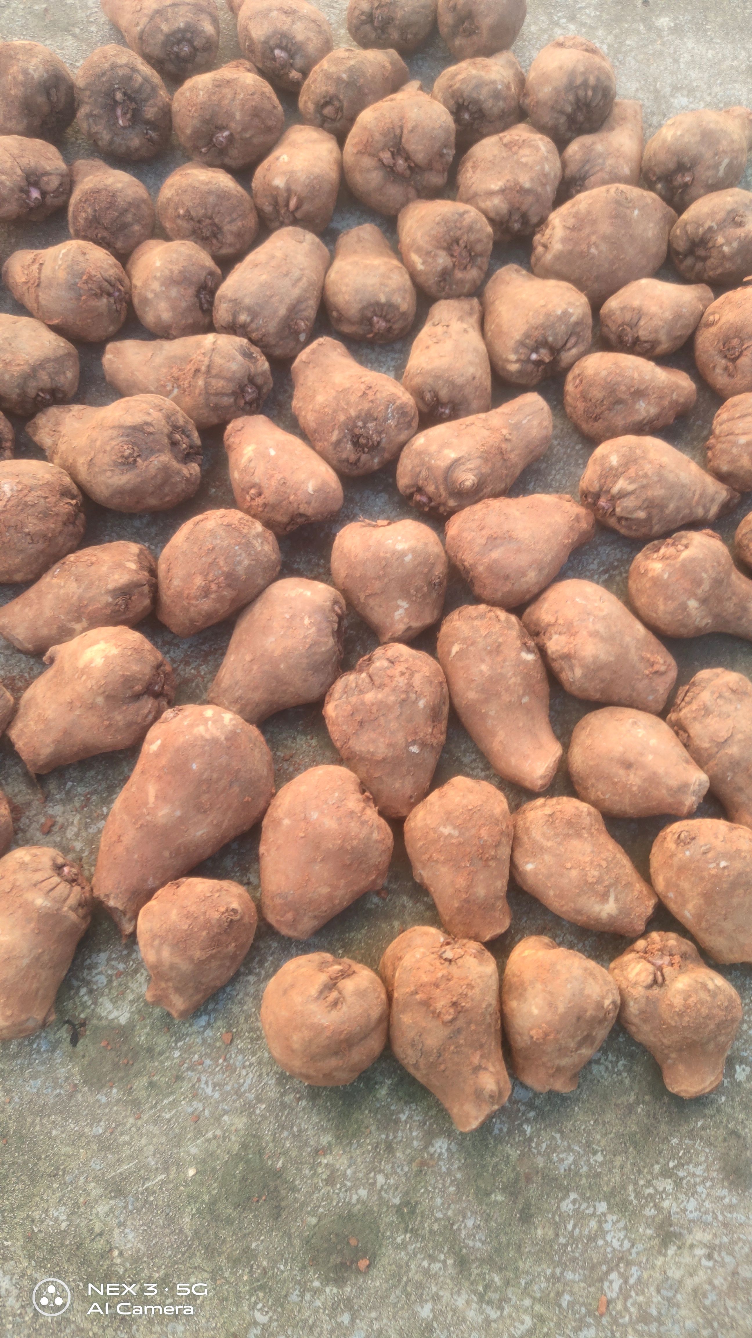 魔芋种子，一代二代魔芋种子，全国发货，免费技术，签回收合同