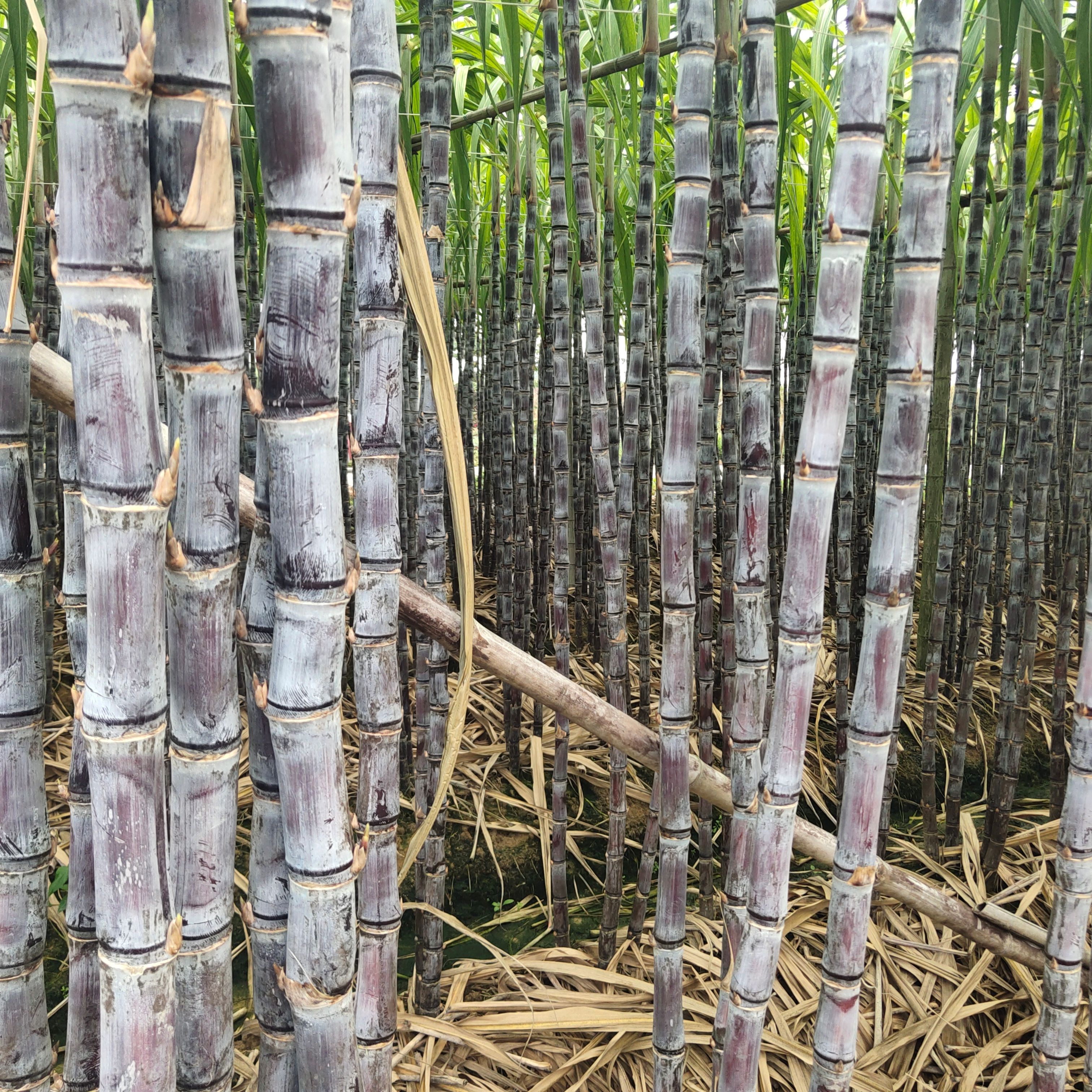 甘蔗  产地直销，没中间商，诚信经营，包甜包脆，有便宜回程车。