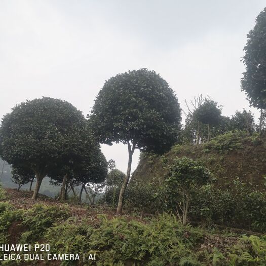 盐津县茶花树  茶花