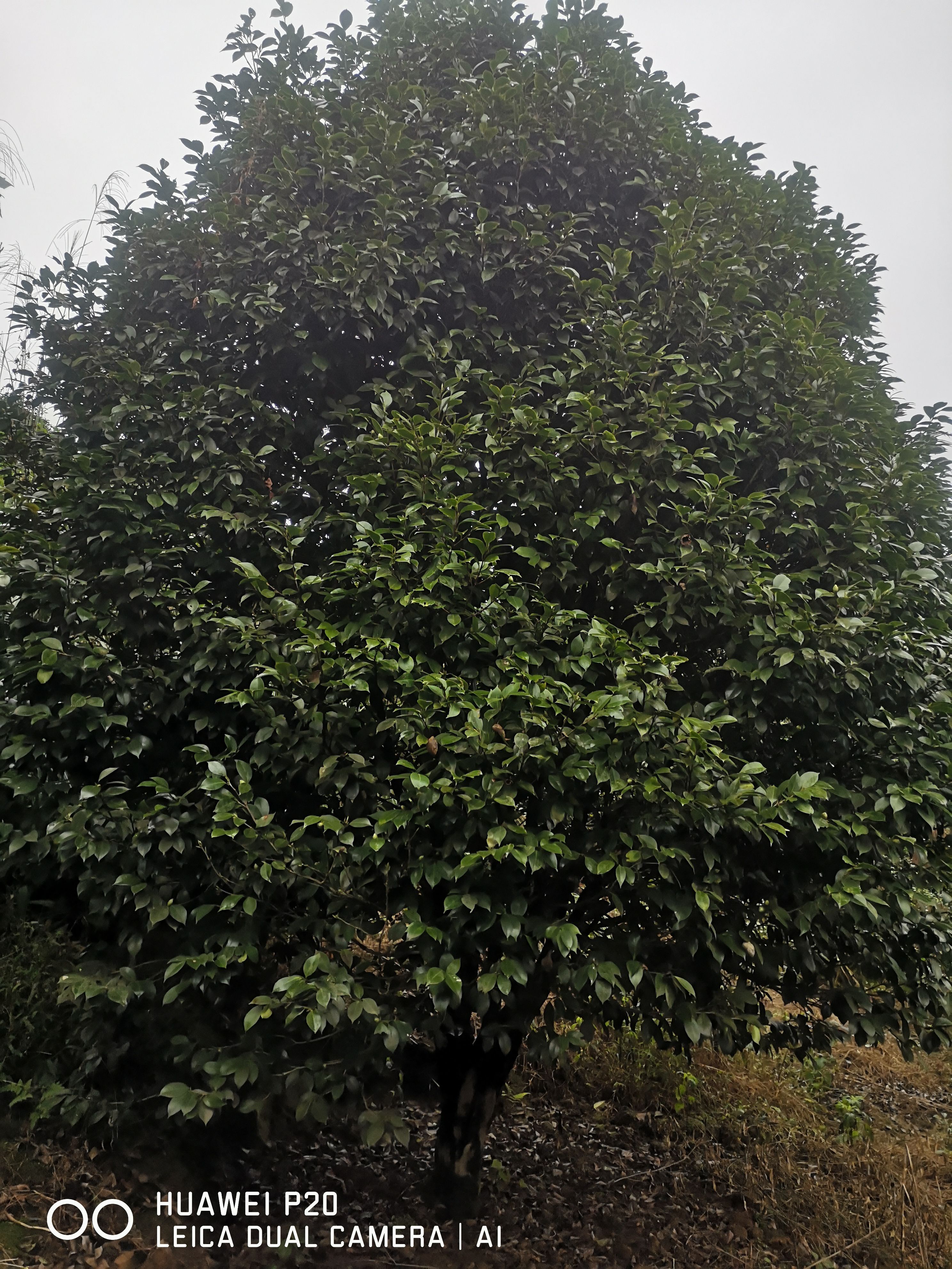 茶花球 七星茶花，牡丹茶花。