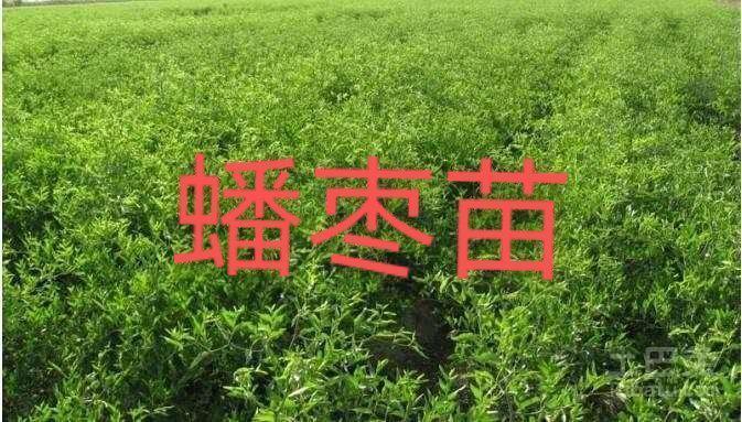 蟠枣苗木  蟠枣接穗