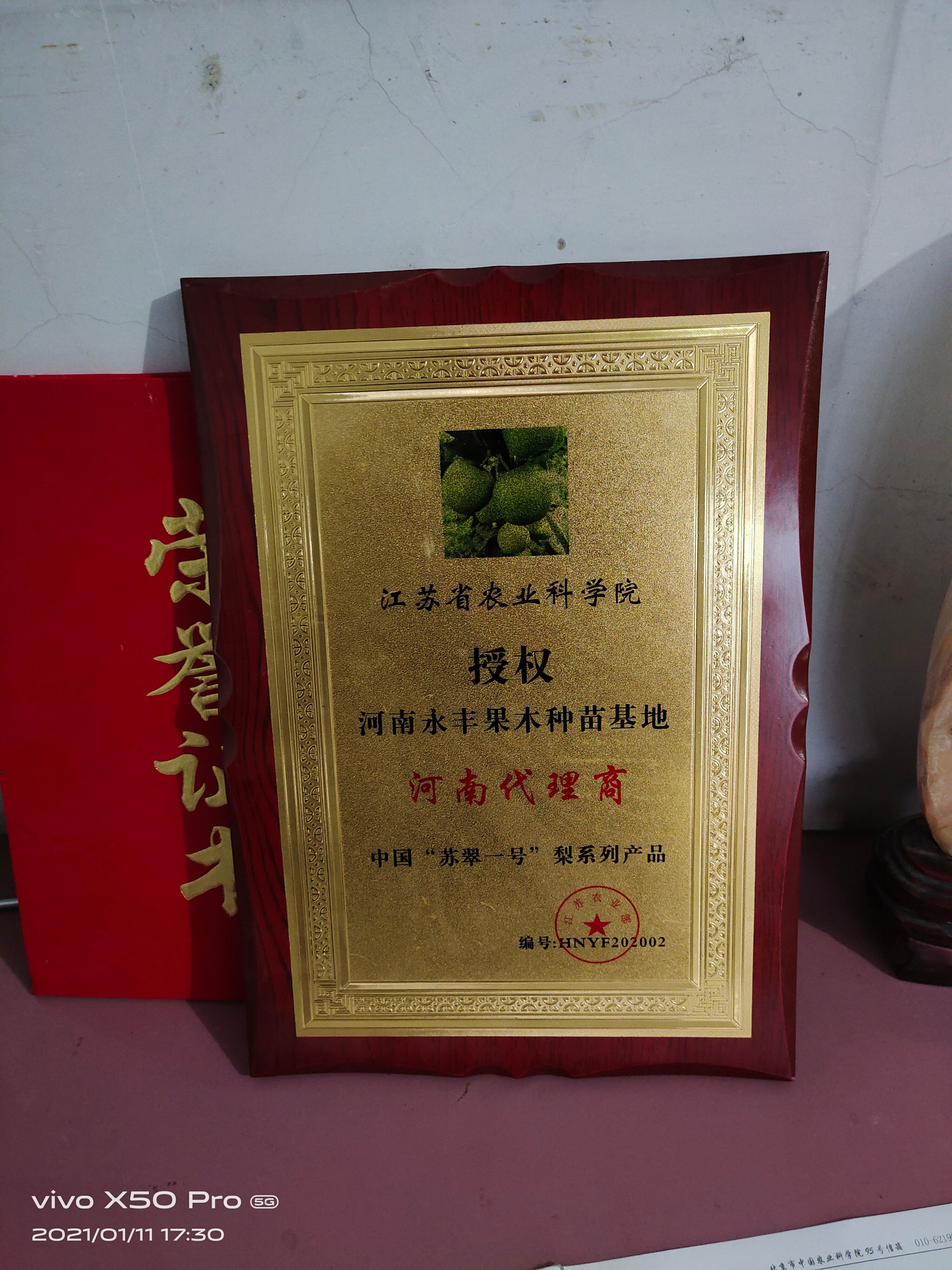 酥翠一号梨  特优早熟梨，果品端正，肉质细腻，丰产性高！