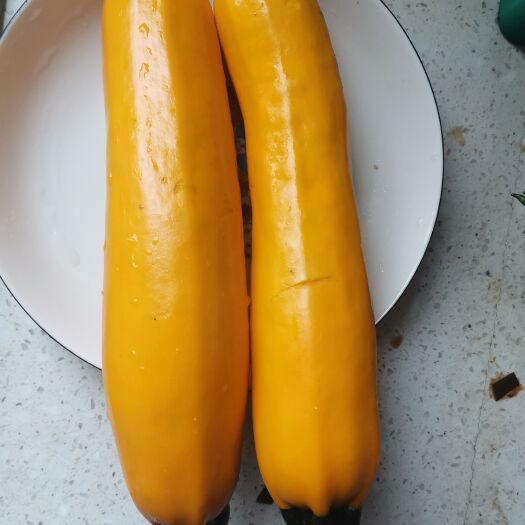 睢宁县 香蕉西葫芦