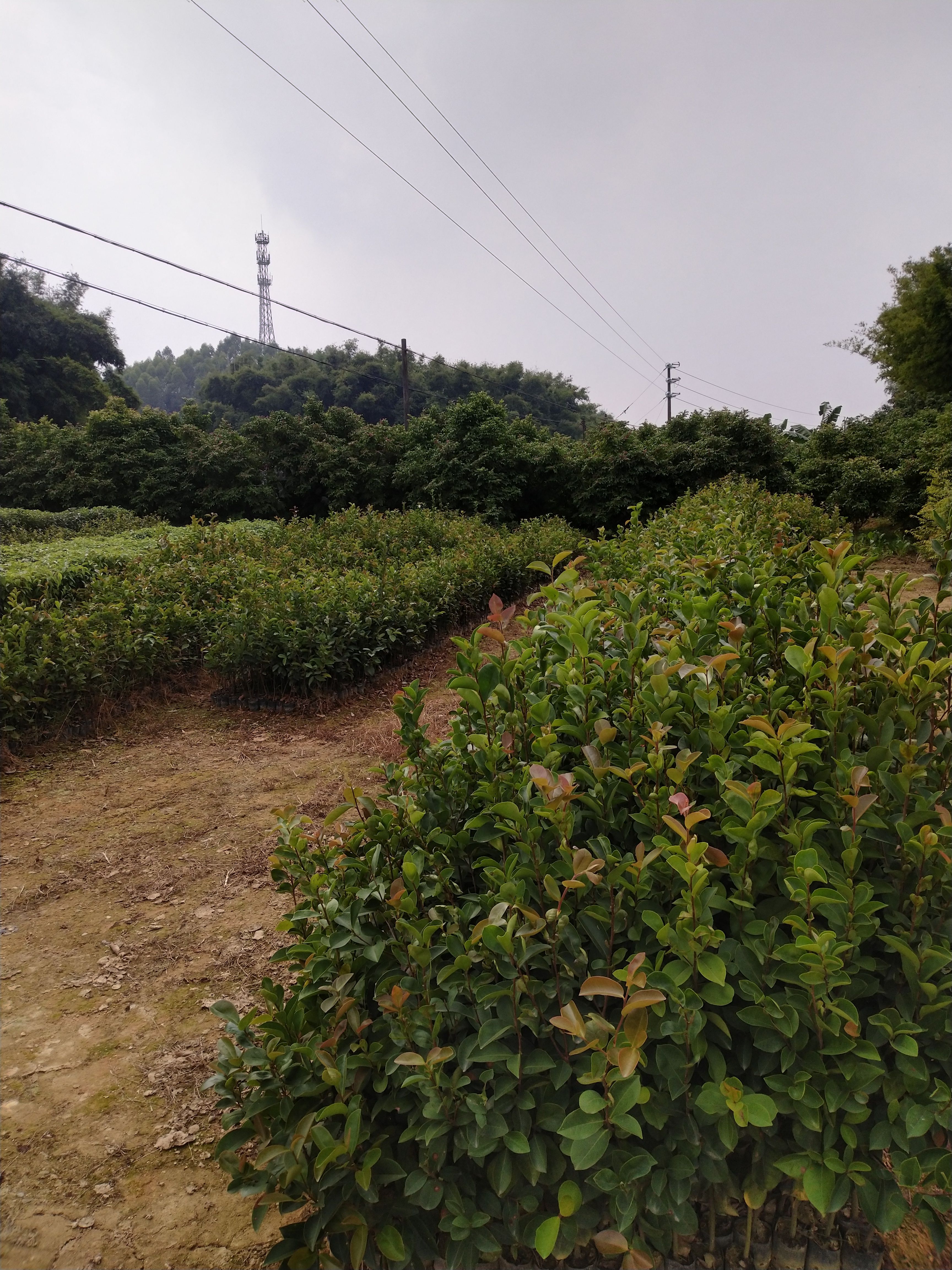 油茶树苗 精品《油茶苗》种植基地直销批发造林苗，精心培育、品种齐全、