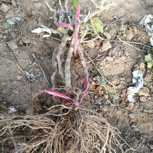 兴城市占地 苗木  贝达占地葡萄苗，秃爪子，各种规格