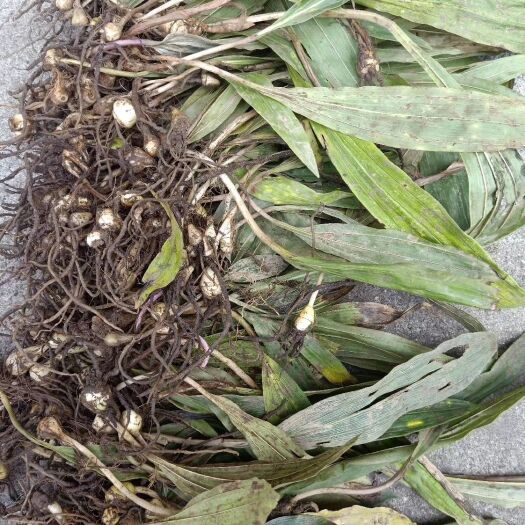 恩施市茨菇种球 毛茨菇山慈姑毛茨菇苗
