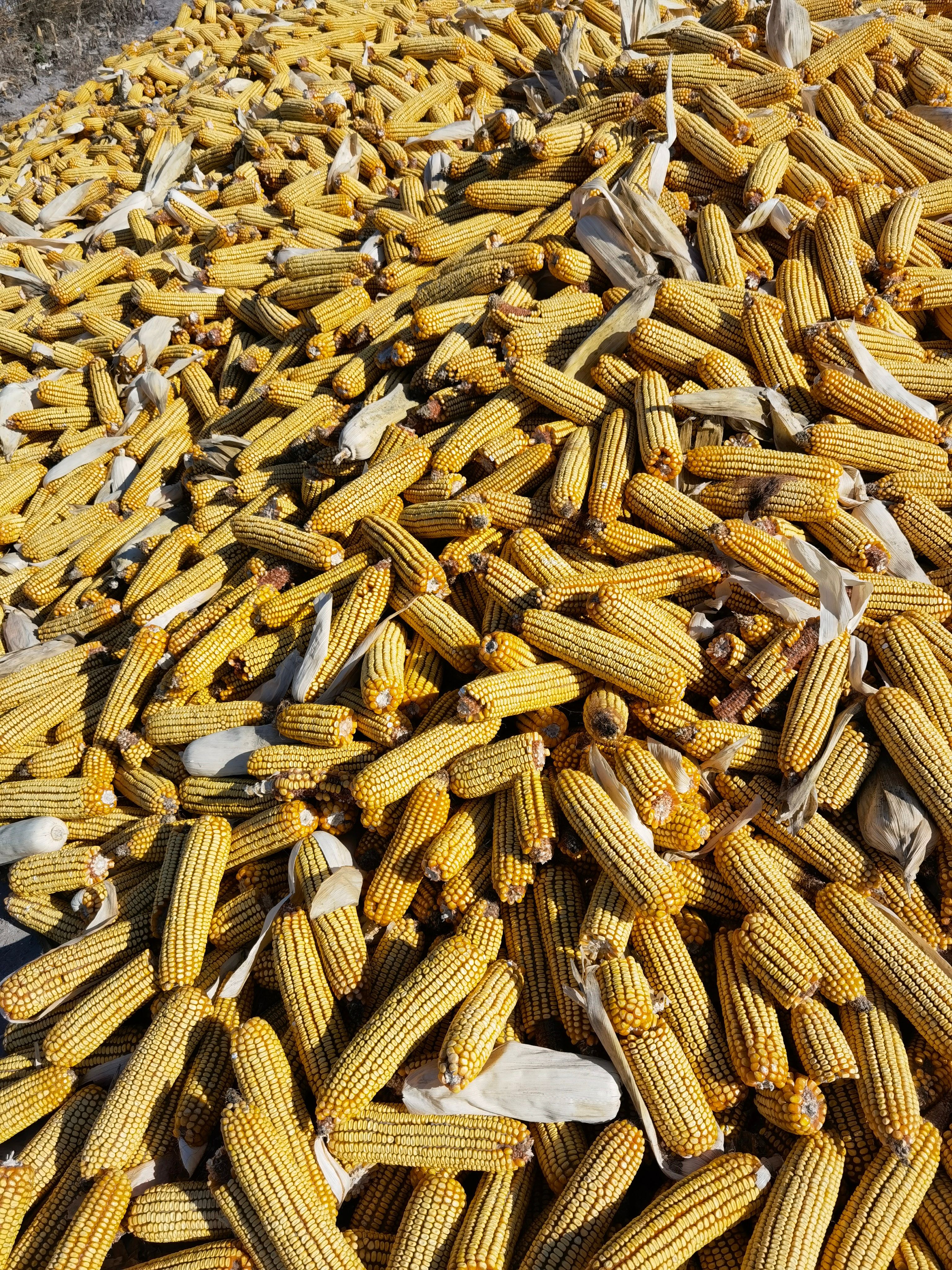 黄玉米粒 玉米粒 ≥720g/L 水份20%-30% 净粮