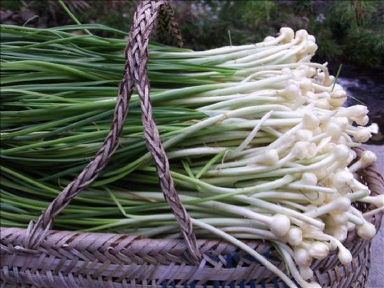 贵阳野蒜 野葱，苦蒜。是野生，大量供应。