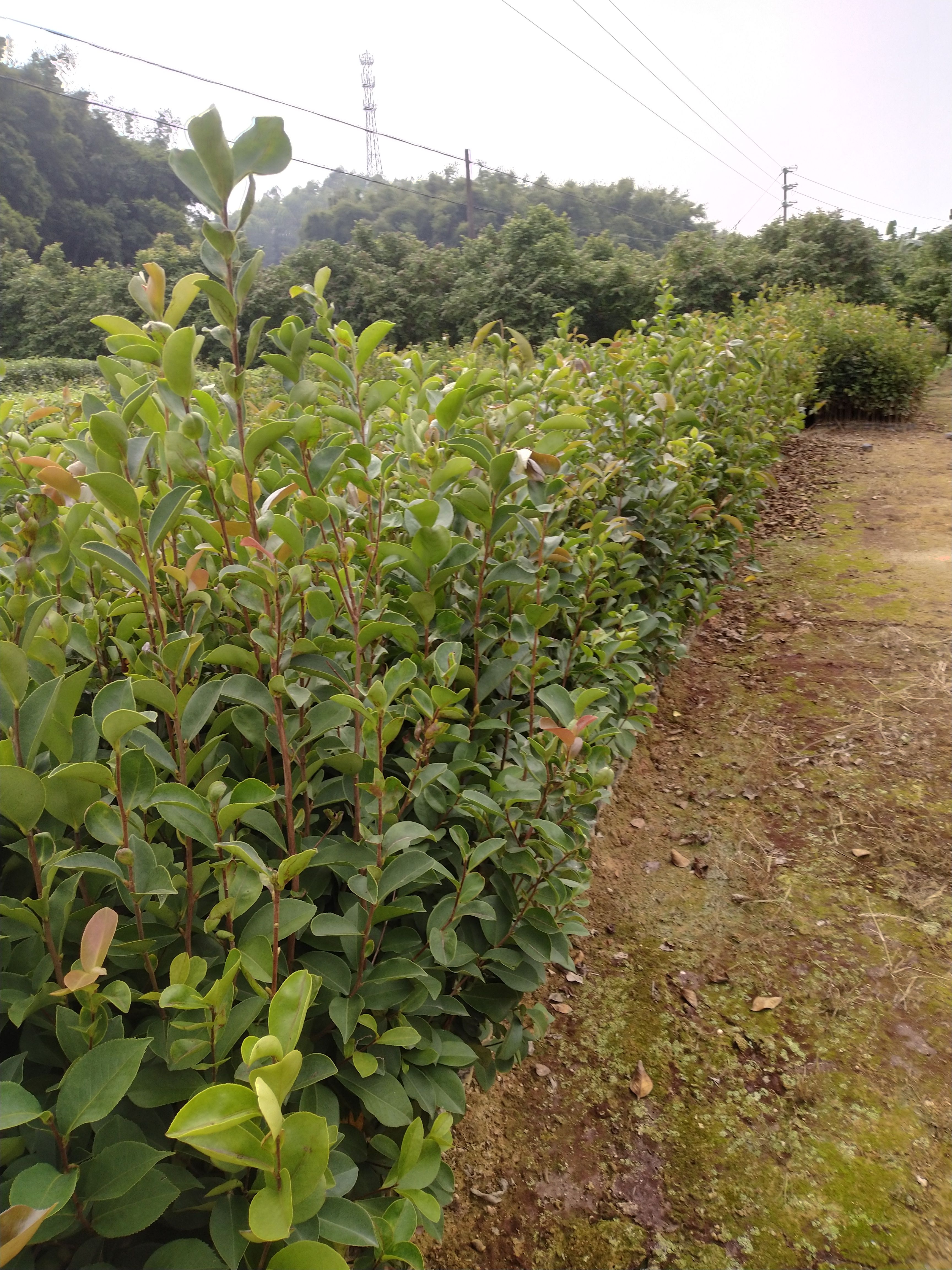 油茶树苗 精品《油茶苗》种植基地直销批发造林苗，精心培育、品种齐全、