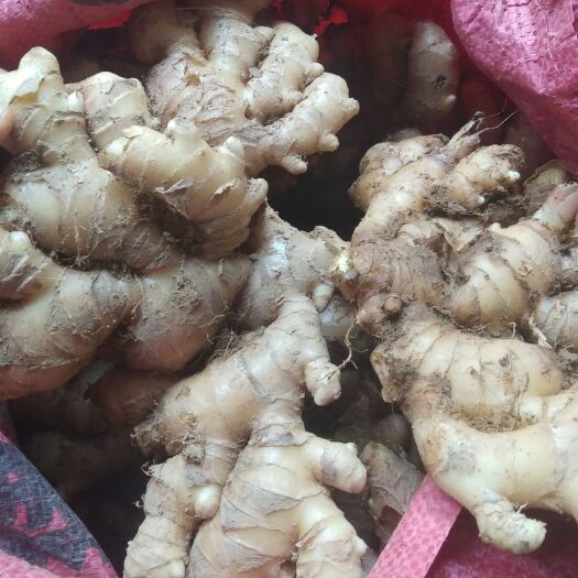 阳山县生姜，黄姜，辣火姜