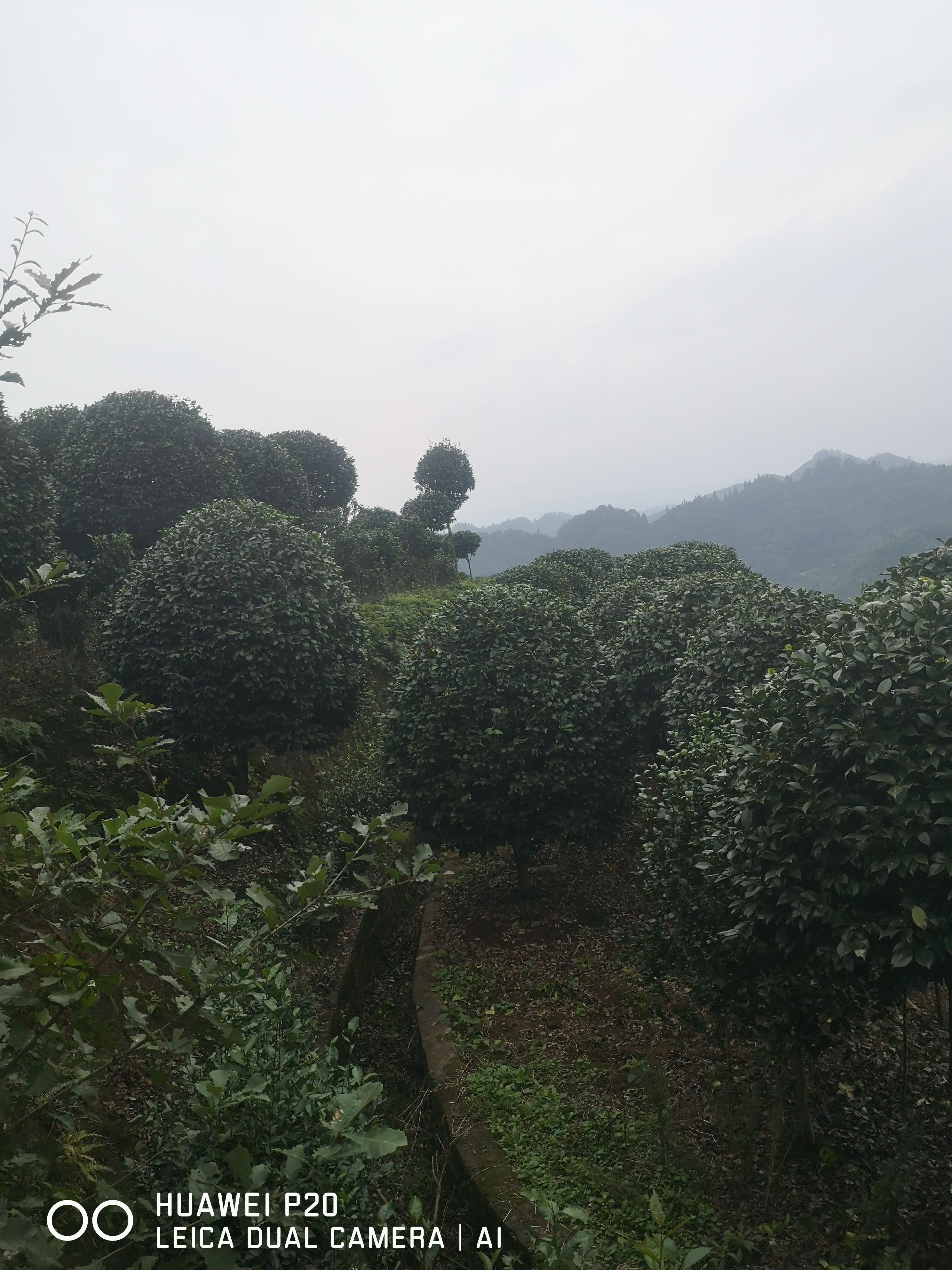 茶花球 七星茶花，牡丹茶花。