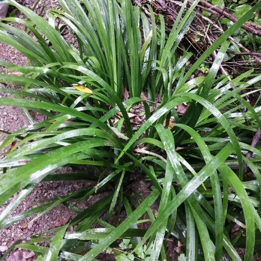 重庆市纯石菖蒲干货