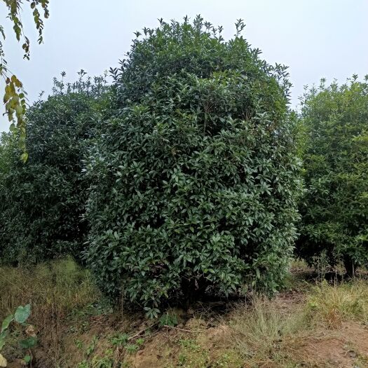 益阳地笼桂花  丛生丹桂树，丛生桂花，自已苗圃，一手货源，基地直