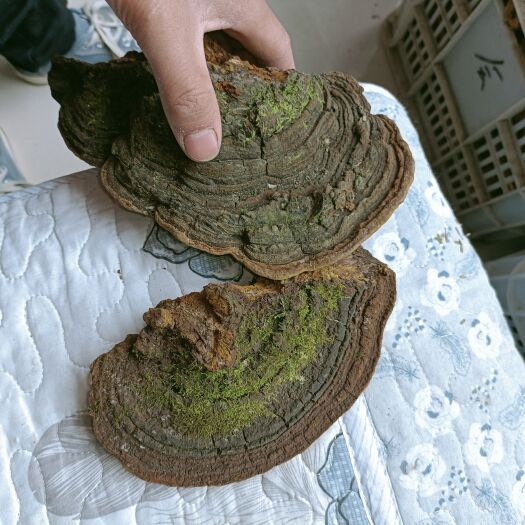 桑黄，杂黄