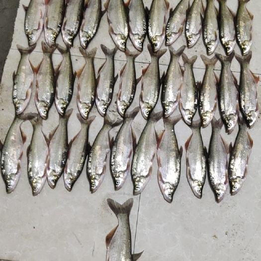大连白条鱼  河里马口，鲫鱼，鲤鱼。新鲜