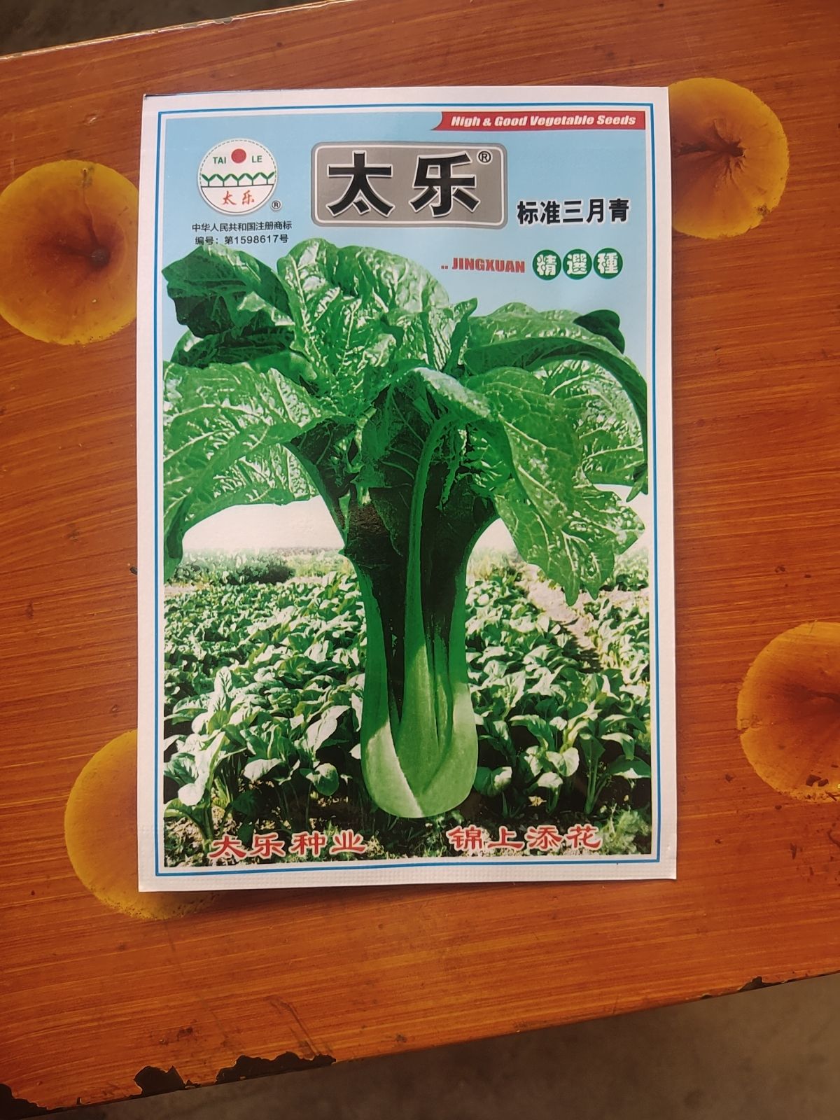 云南三月青菜种子 