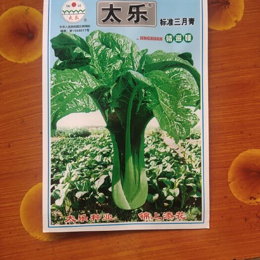 玉溪云南三月青菜种子 