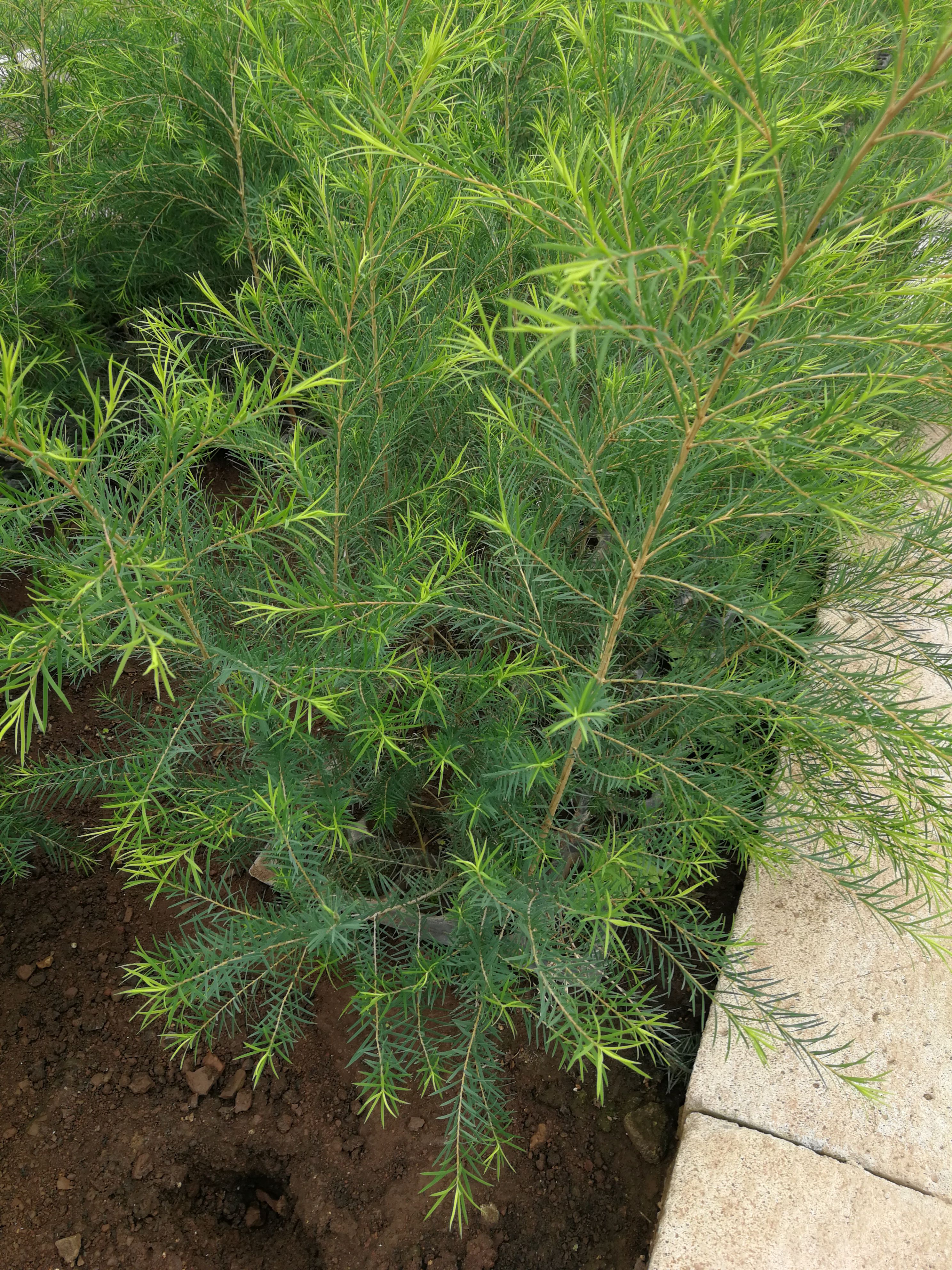 澳洲杉盆景 澳洲茶树盆栽