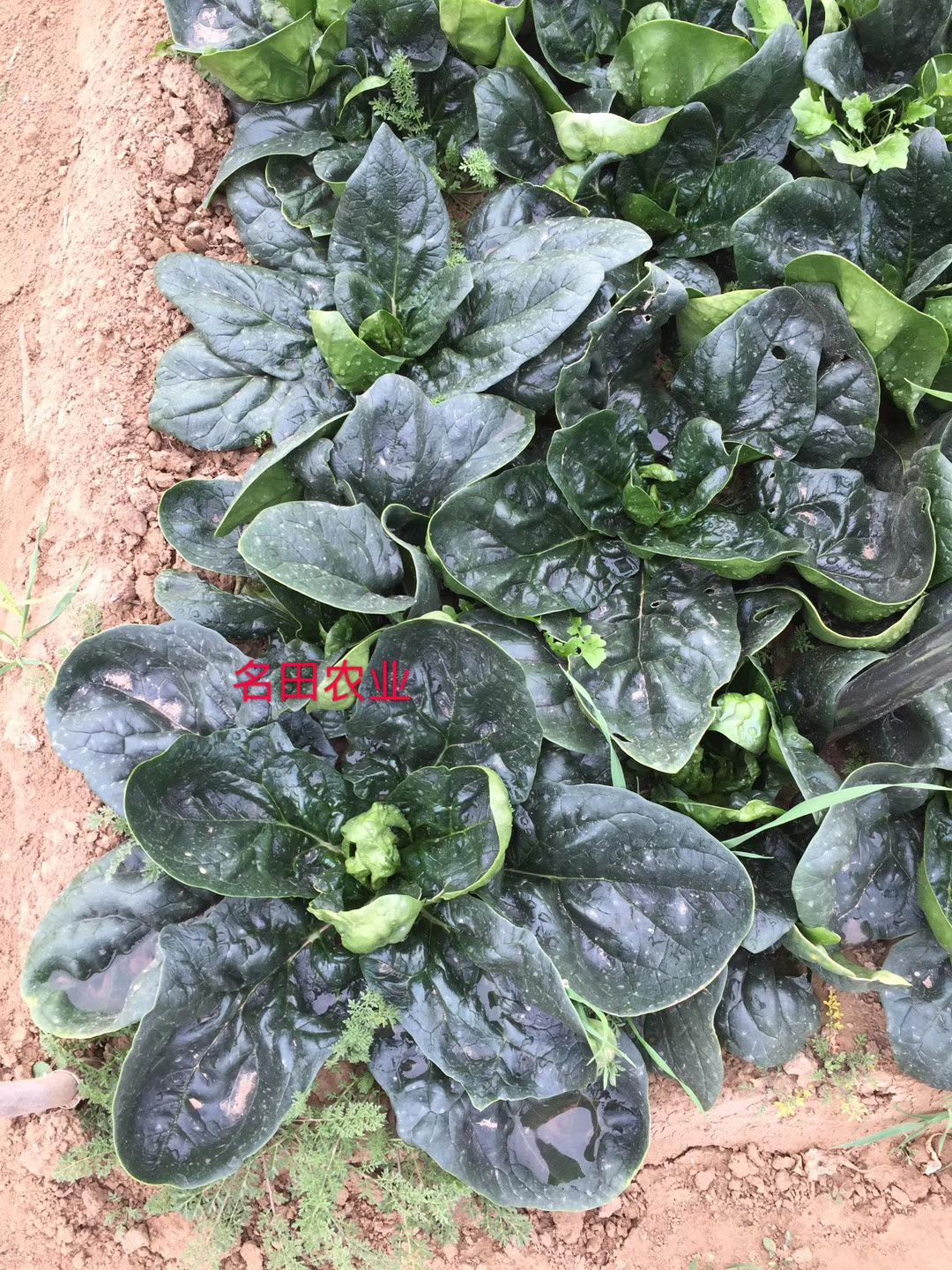 菠菜种子，圆叶菠菜种子，杂交菠菜种子，亮绿色，产量高，口感好