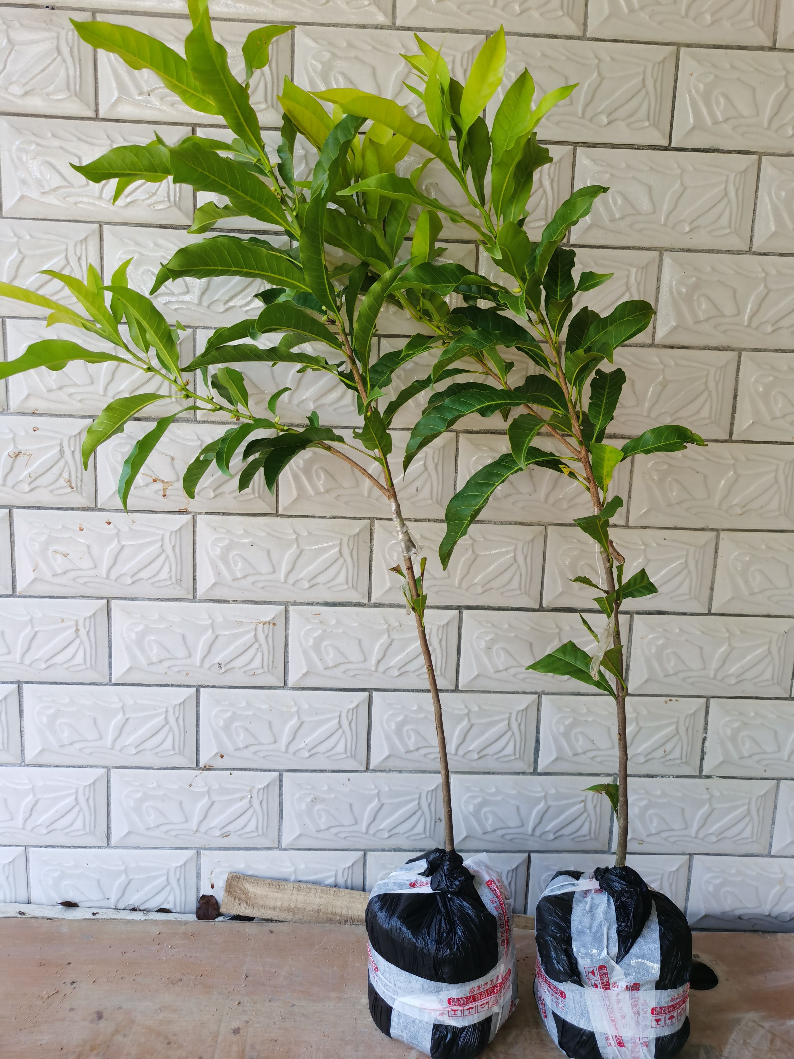 黄晶果苗，带营养杯发货