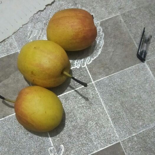 保定 酥梨，库耳洛梨