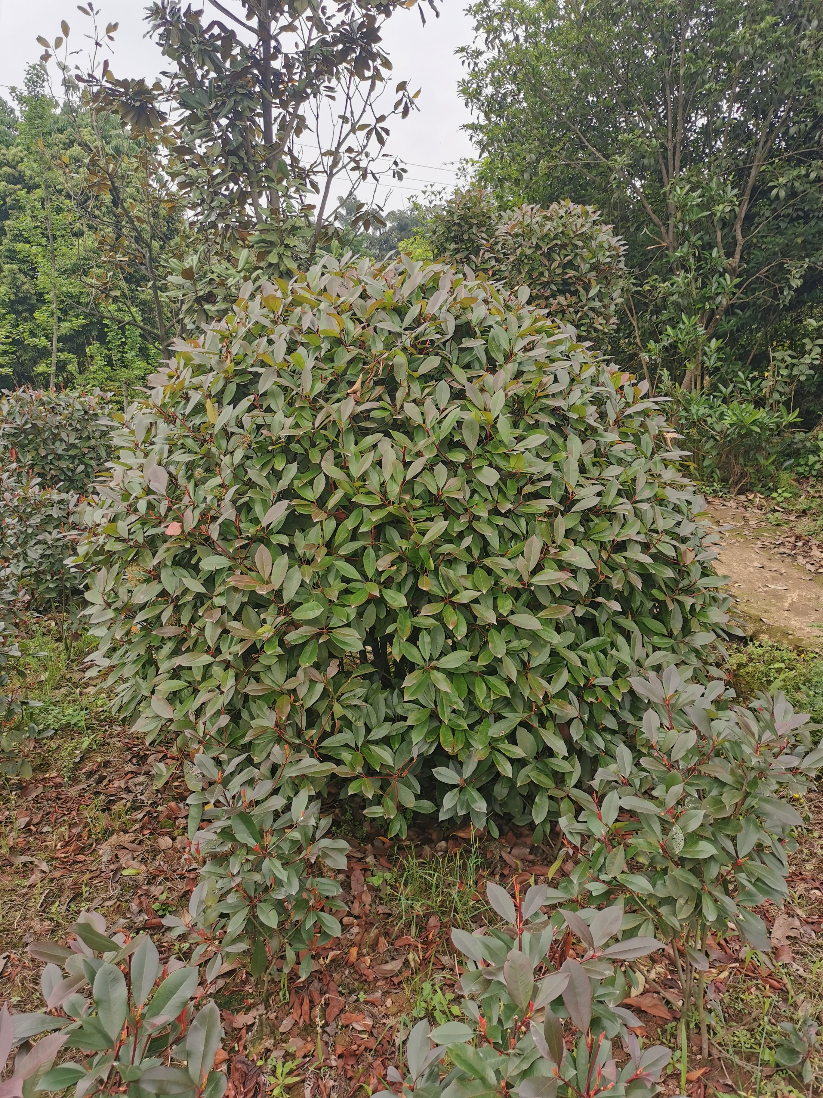 毛叶丁香柱，金禾女贞柱，红叶石楠柱，各种球类，大量出售。