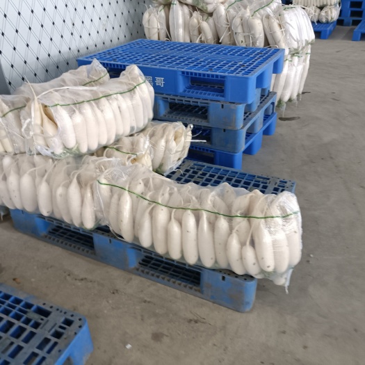 天门市湖北沙洋白萝卜 三排 四排 五排大量有货