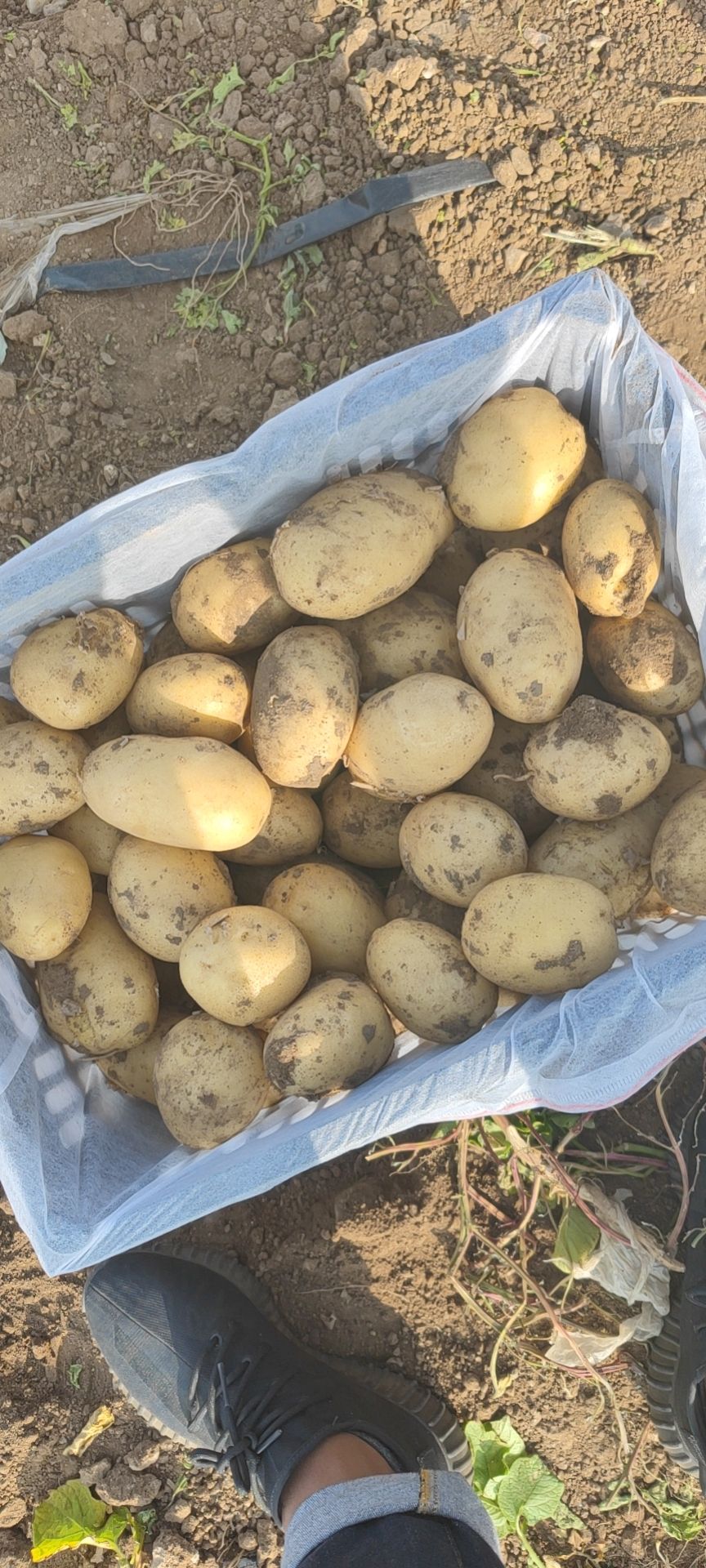 荷兰806  内蒙古乌兰察布兴和806土豆开始装车 量大优先