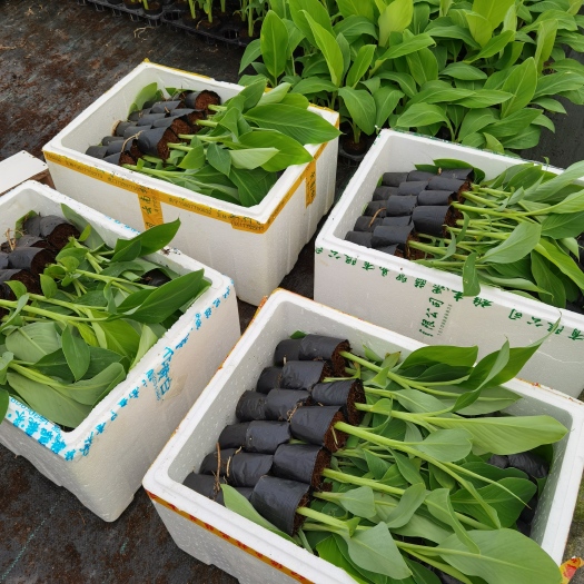 南宁金粉一号香蕉苗 广西农科院制种香蕉苗、西贡粉蕉苗、巴西蕉苗，苹果粉蕉苗、香蕉
