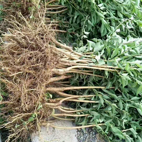 蜂糖李树苗 蜂糖李苗原产地直发现场挖现发