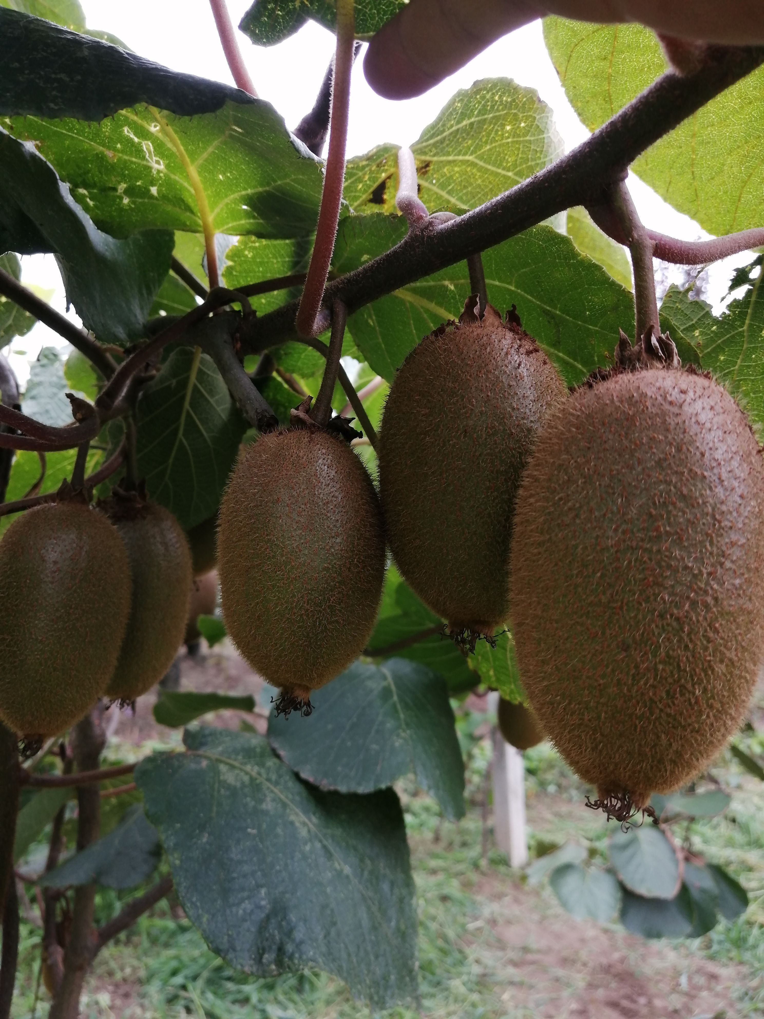 翠香猕猴桃 原产地一手货源实力供货