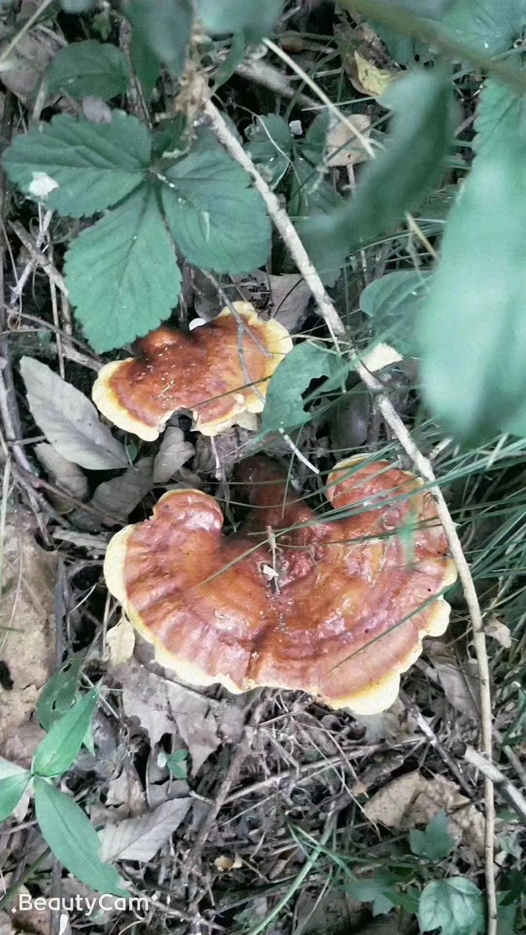 赤灵芝天然赤灵芝