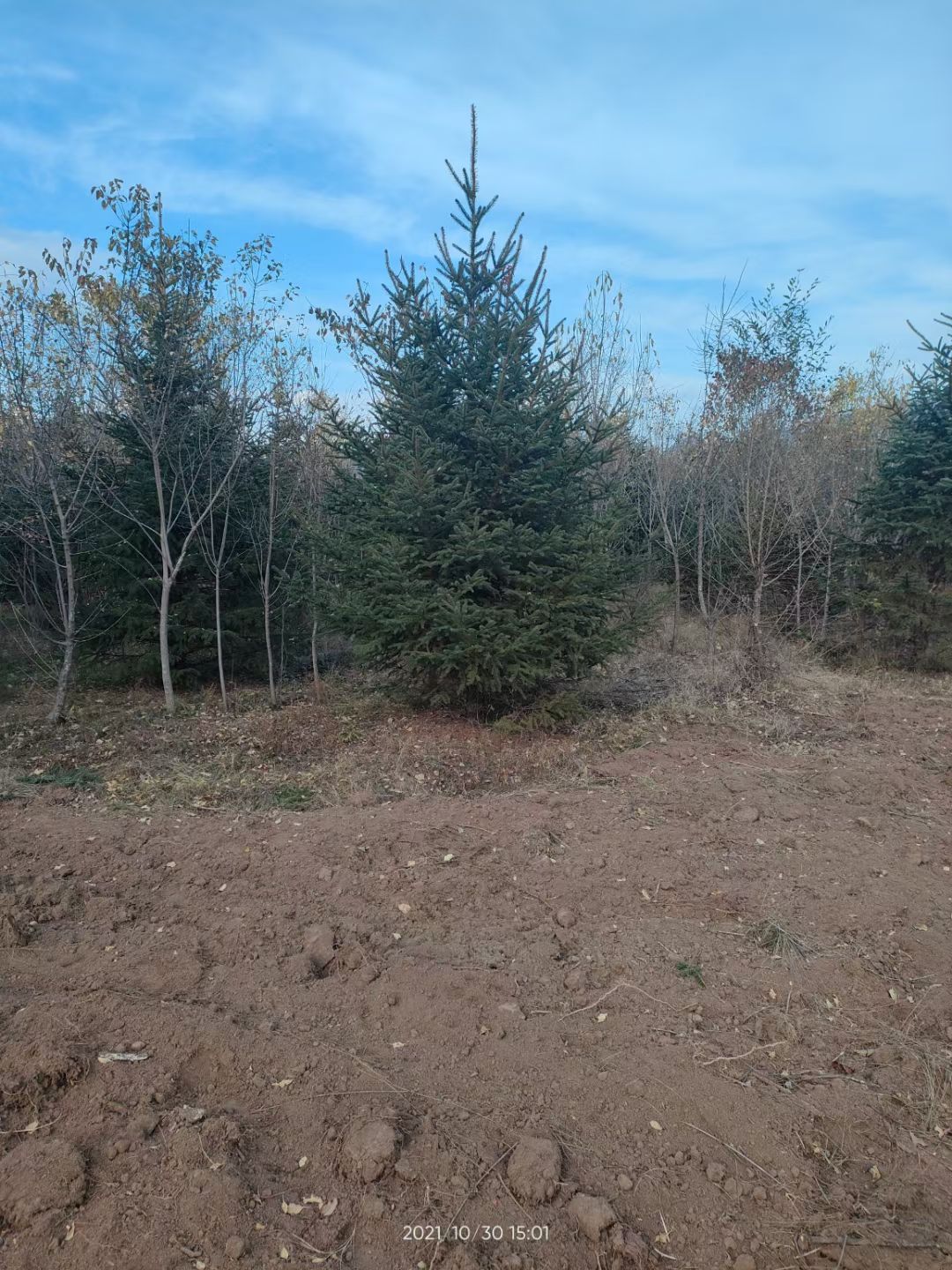 云杉，3米云杉，3米5云杉，4米云杉，白菜价