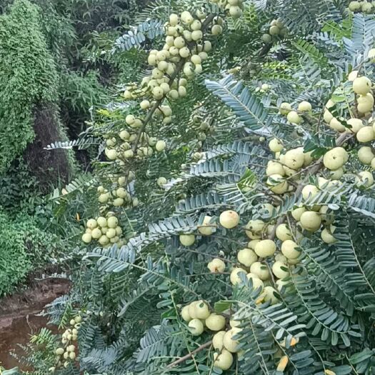普宁市余甘果 甜油甘