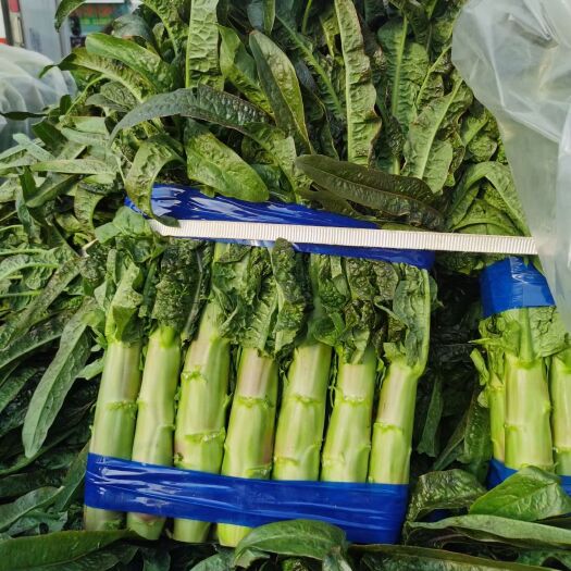 开封河南红叶莴笋上市中价格美丽