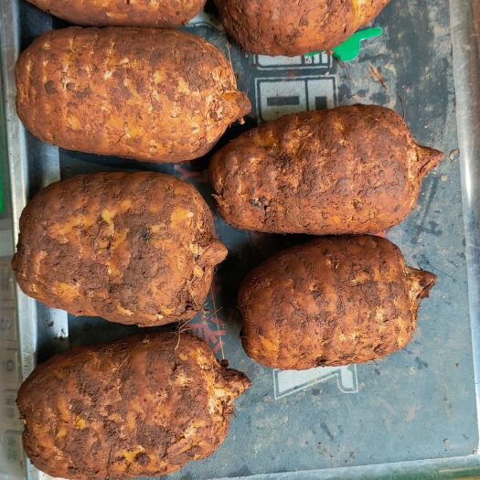 彝良县乌天麻  正宗小草坝天麻