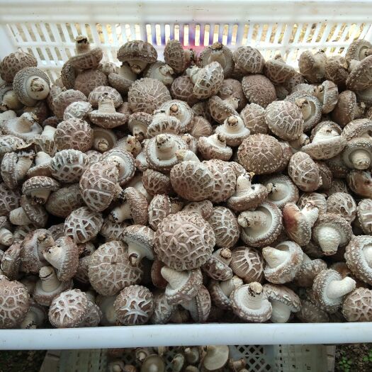 嵩县 鲜香菇808...