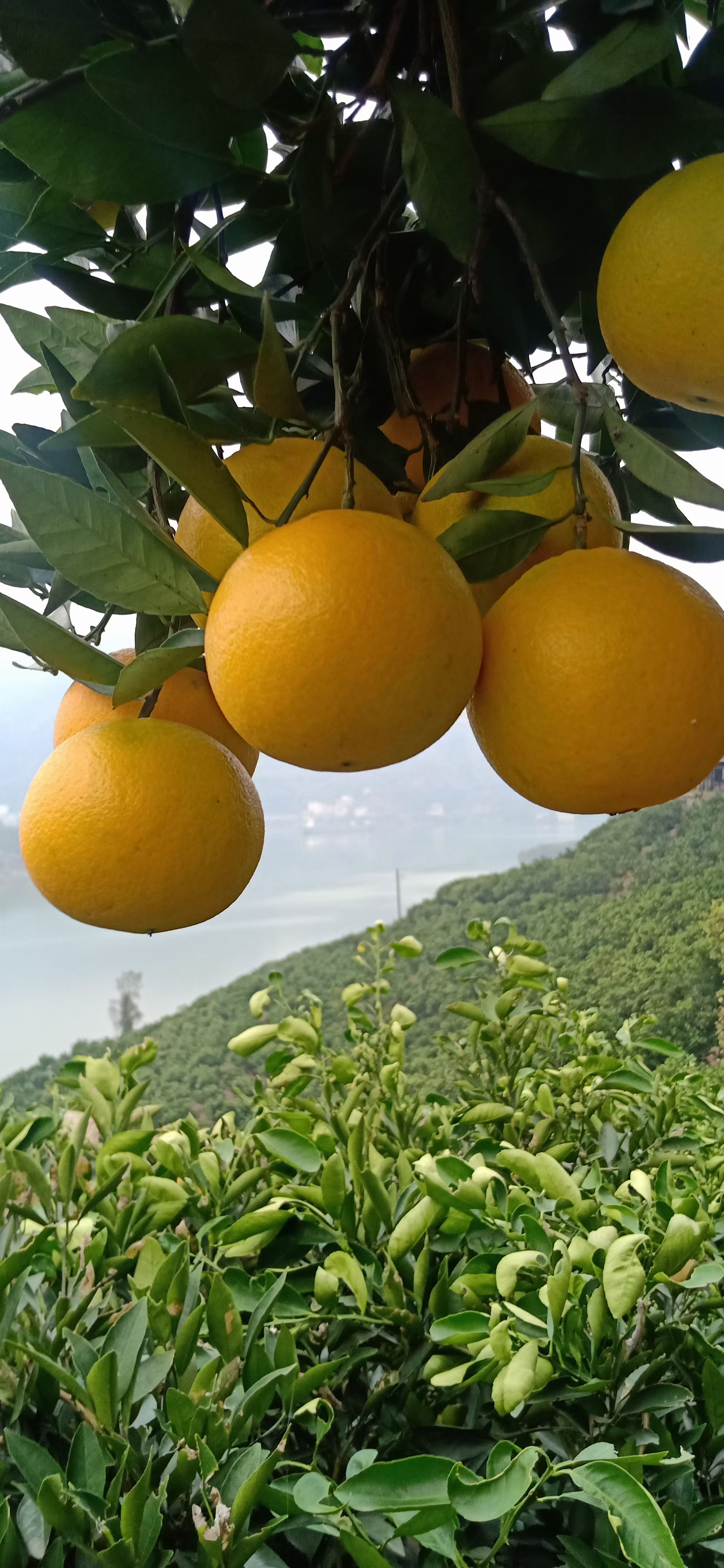 九月红脐橙  秭归脐橙九月红