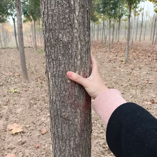 冠县14公分秋紫白蜡价格，两年冠秋紫白蜡998！秋紫白蜡基地！