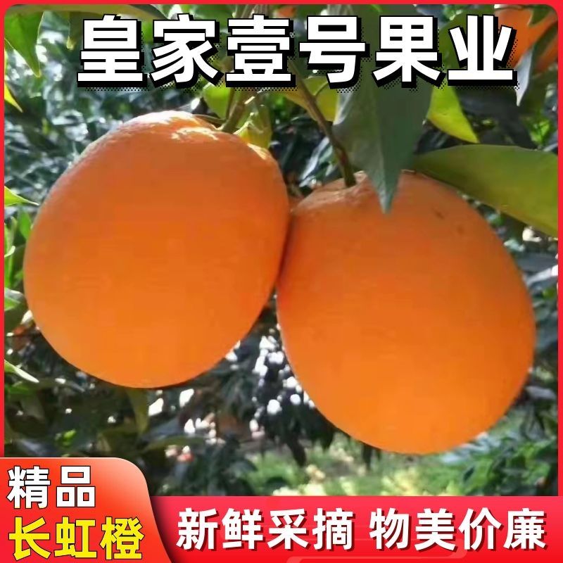 枝江市《优选》 纯甜长虹脐橙 可视频看货  个头超大 水分充足爆汁