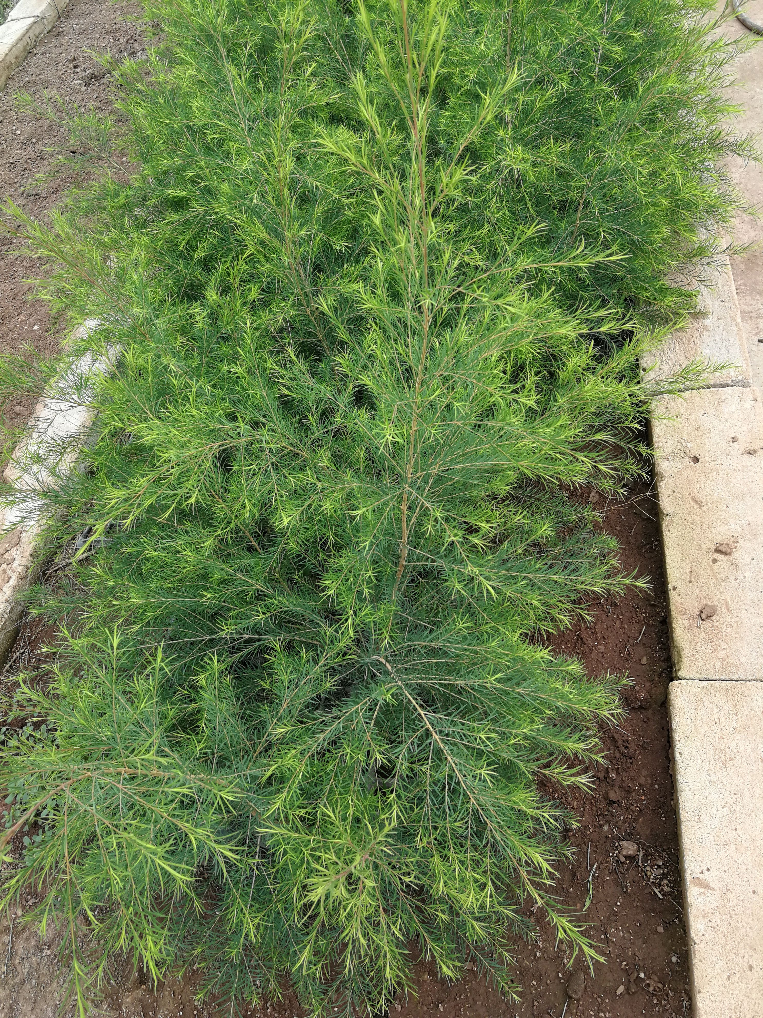 澳洲杉盆景 澳洲茶树盆栽