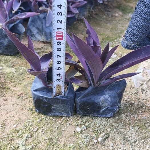 漳浦县紫竹梅    鸭趾草