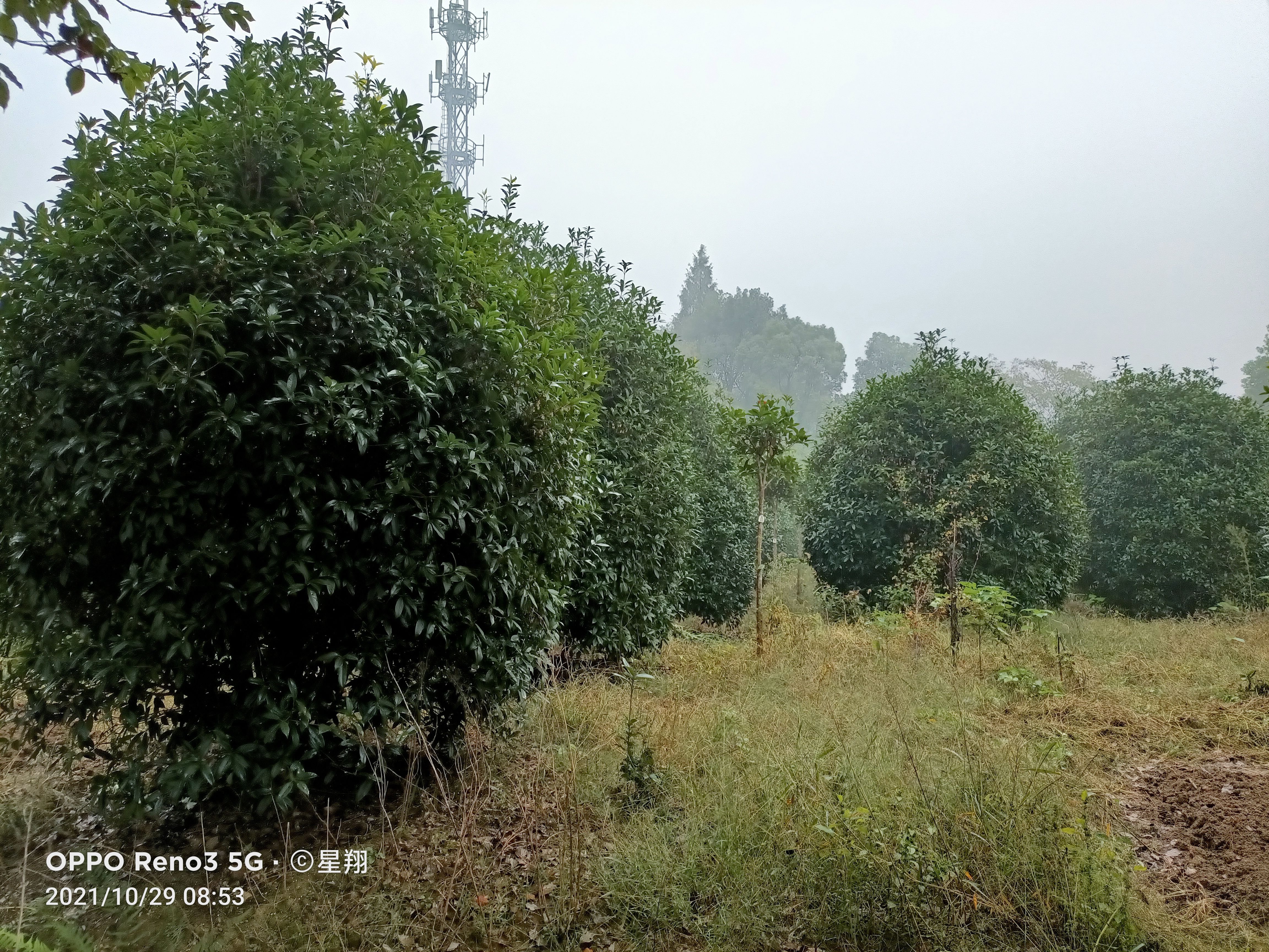 地笼桂花  丛生丹桂树，丛生桂花，自已苗圃，一手货源，基地直