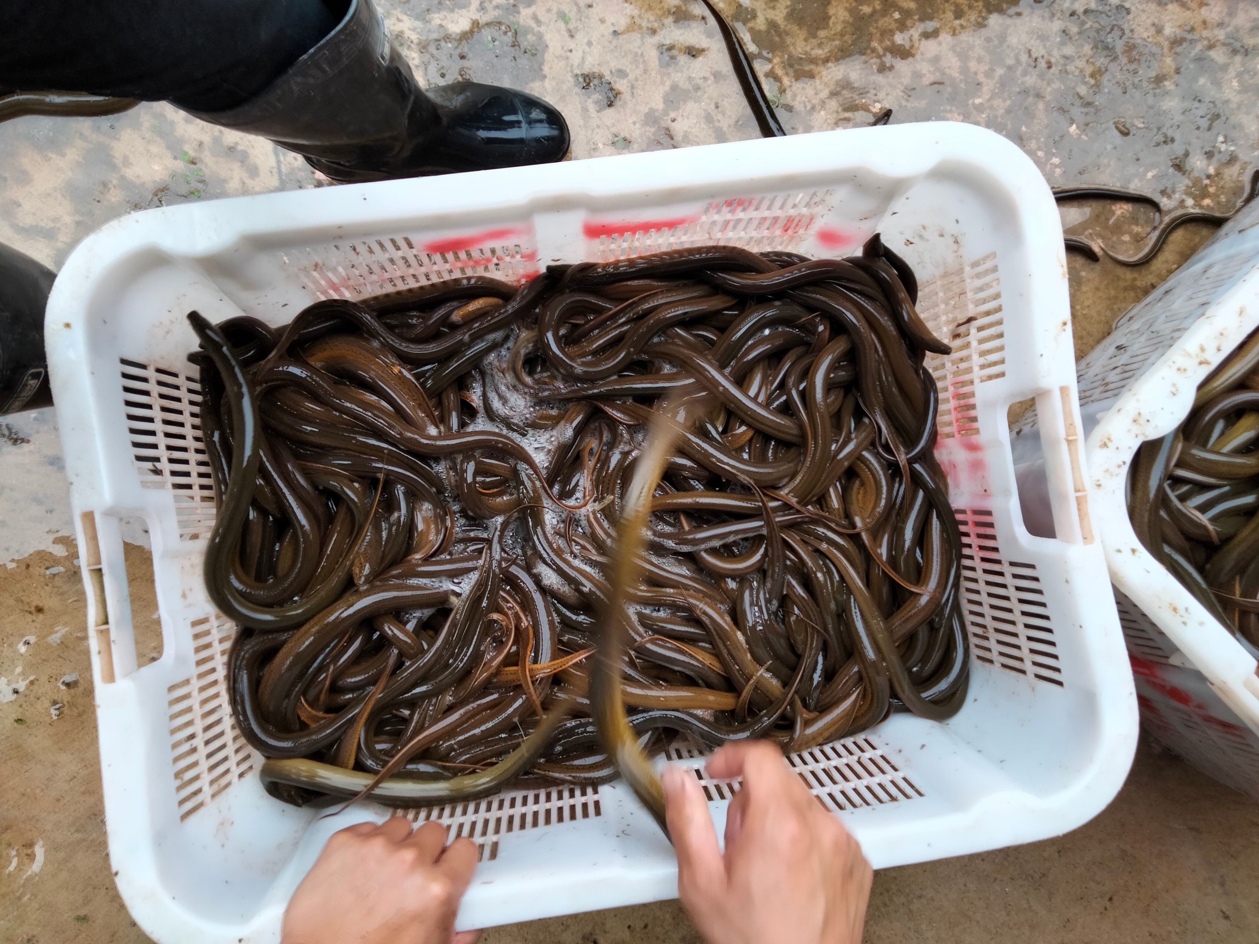 正大9号黄鳝  黄鳝