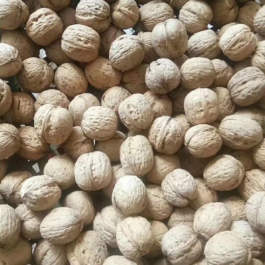 吴堡县薄皮核桃  核桃