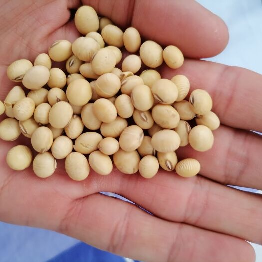 太和县 大豆 非转基因食用一级