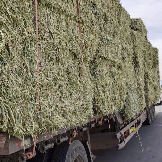 正定县青贮饲料 燕麦草
