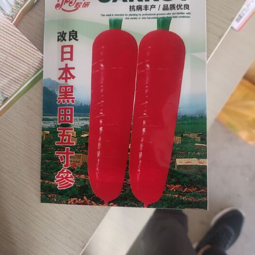 玉溪萝卜种子
